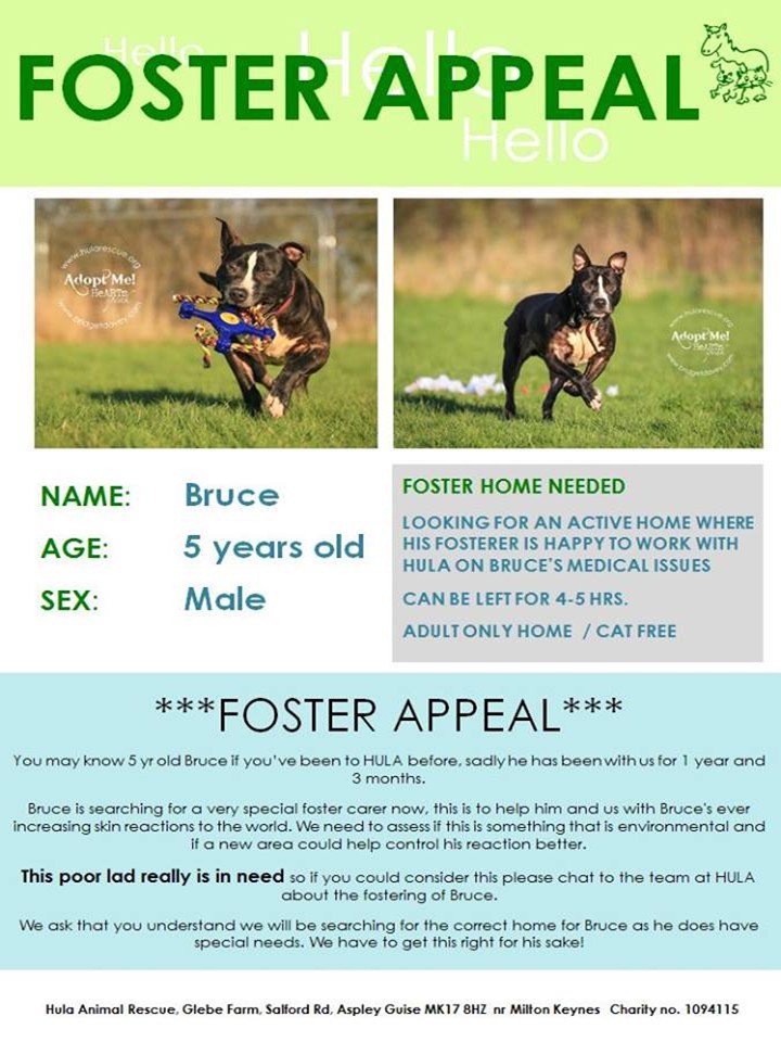 hularescue's tweet image. It is heartbreaking &amp;amp; so sad #BRUCE is still looking 4 a #FosterHome Fostering is vital &amp;amp; SO worthwhile Pls consider