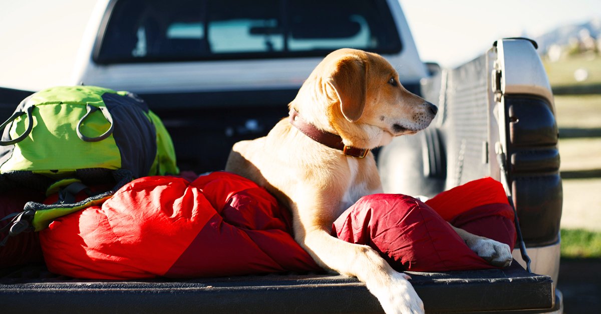 KeltyUSA's tweet photo. Adventure’s best friend.
#KeltyPets #KeltyBuilt
https://t.co/XERCTxUFNo https://t.co/JC2vfv5ZxS