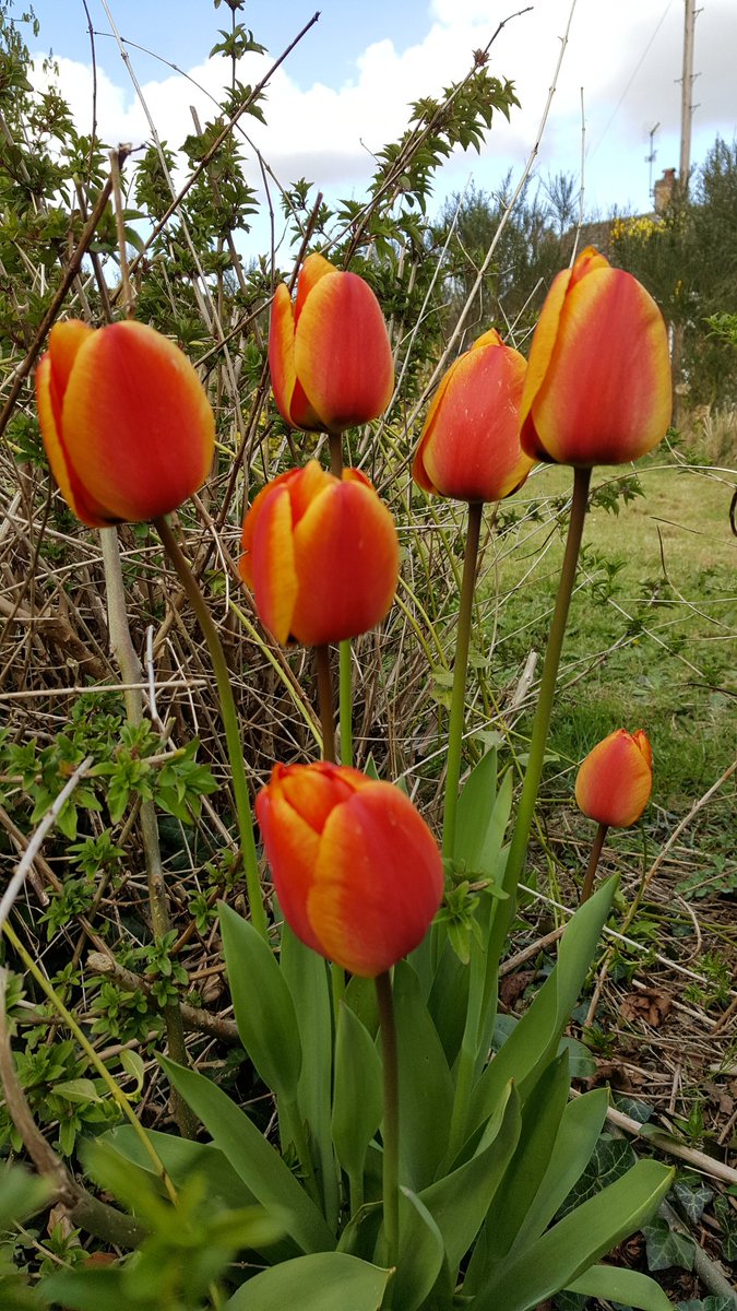 Lordetts32's tweet image. Love this bit of brightness today #TulipsInSpring #Gardens #lovemygarden #LoveNorfolk