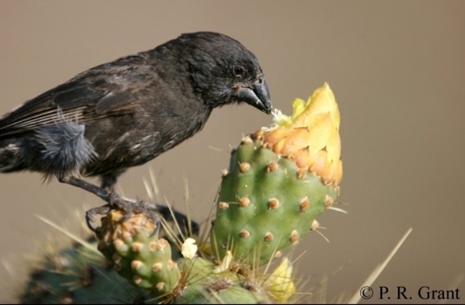 CaraSantaMaria's tweet photo. #HMGA2 is the gene that controls beak size in #Darwin's finches. https://t.co/xP7vnGWsxH https://t.co/2nJ7SOudRw