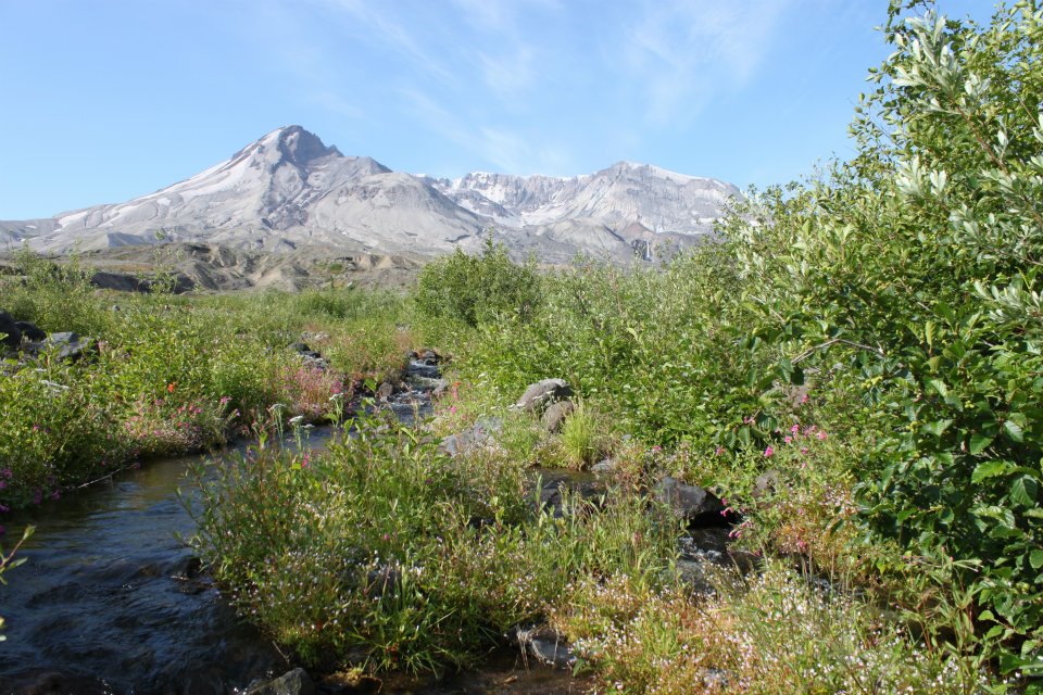 Mt St Helens Ecology (@MSHecology) / Posts / X