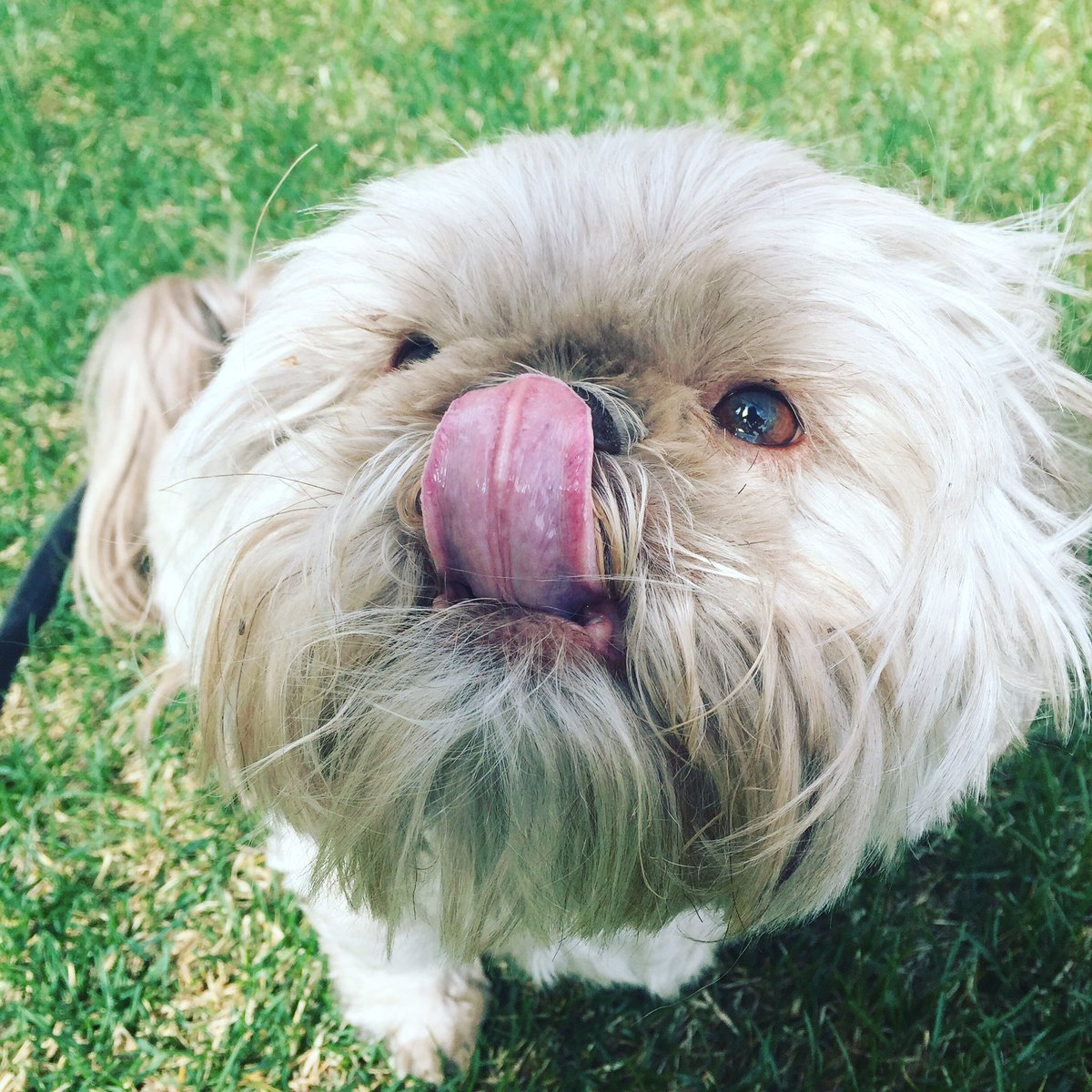WeShihTzuYouNot's tweet photo. Lickin' &amp; Lovin' Life! #itsadogslife #petpictures #yyc #love #outdooradventure #shihtzu #snickerstheshihtzu https://t.co/884cXDw1dm