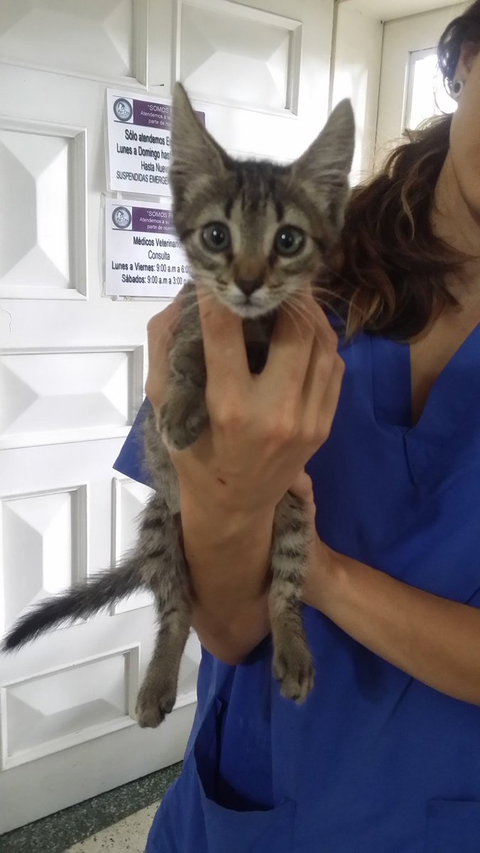 MASCOTASDECALLE's tweet photo. Por favor si no puedes adoptarla ayudala con RT quizá alguno de tus seguidores este interesado. Caracas 0426.5112765 https://t.co/uc3nAw6iaS