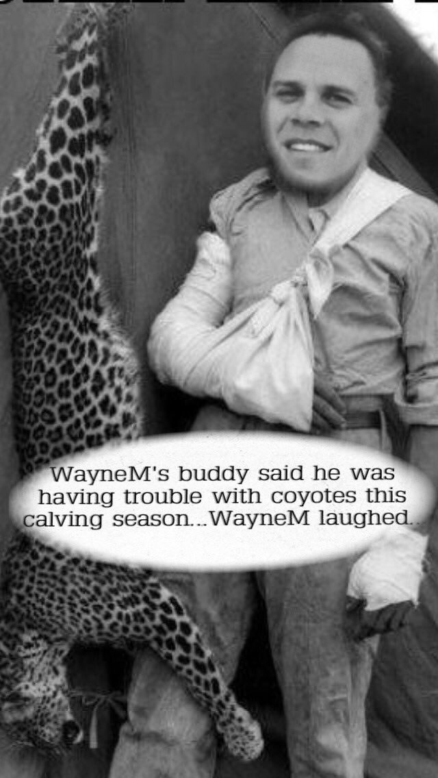 Calving season 2016 at the farm