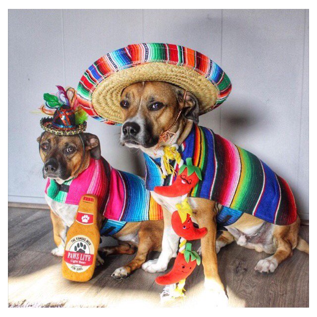 BajaPonchos's tweet photo. One week until Cinco de Mayo!

Who is celebrating and what are you doing? 🇲🇽 #Olé https://t.co/r2Ix2Bwjob