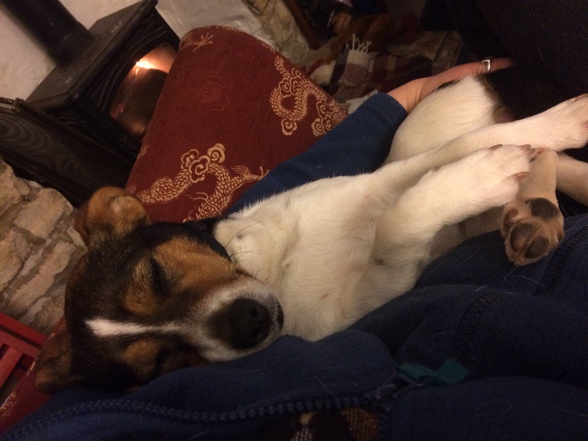 JessiPywell's tweet photo. @achrisevans this is one pup who loves cuddles - re this morning on @BBCRadio2 https://t.co/MPnj9AAEtI