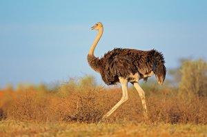 WinLitigator's tweet photo. The “Ostrich Syndrome” – Don’t Hide from Bad News Before #Trial. https://t.co/4Bh5XPtU5g https://t.co/iRkI7WHfR5