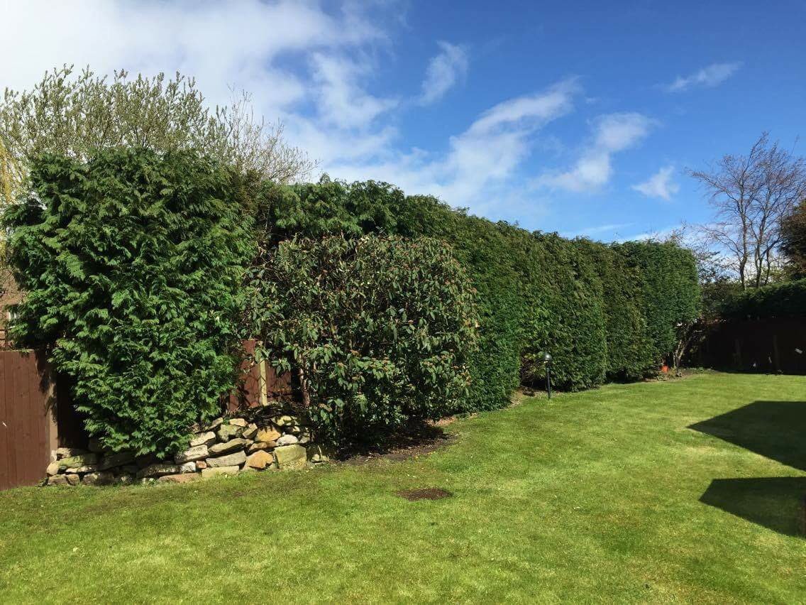 tree_access's tweet image. 