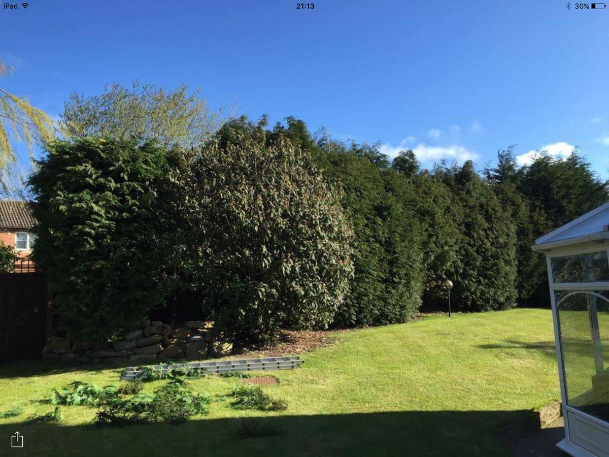 tree_access's tweet image. 