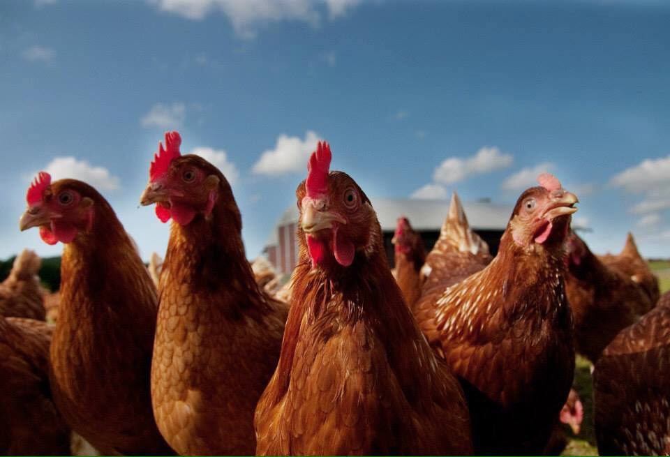 FarmsOfTheWorld's tweet photo. Always plenty of local eggs available on the island #versatilefood #foodmatters #shoplocal #isleofman https://t.co/zp2LJ7Q4OJ