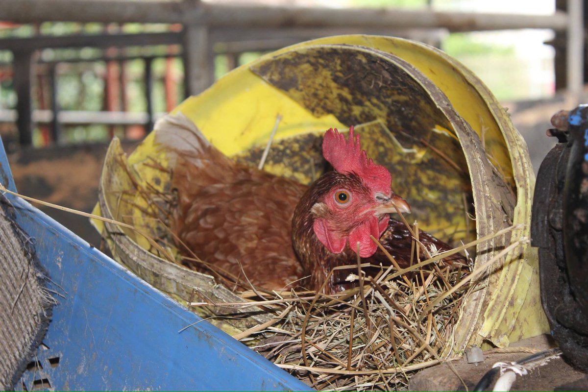 FarmsOfTheWorld's tweet photo. Always plenty of local eggs available on the island #versatilefood #foodmatters #shoplocal #isleofman https://t.co/zp2LJ7Q4OJ