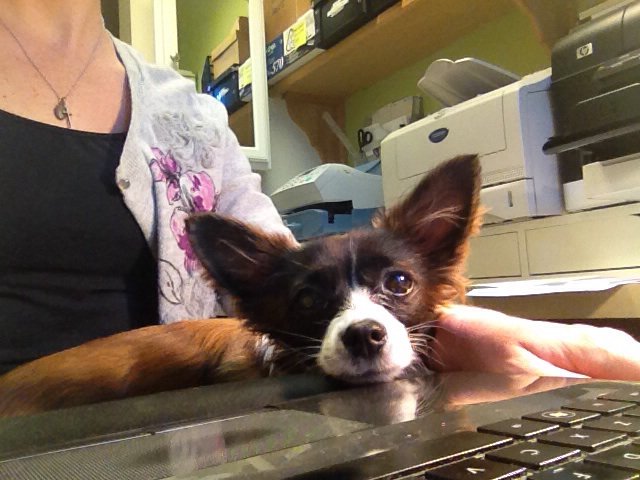 BigTableMedia's tweet photo. @CousinsTV the dogs of #bigtablemedia love your #dogfriendly design ideas! #AMDK #HGTV #bestplacestowork https://t.co/H4GeLftCov