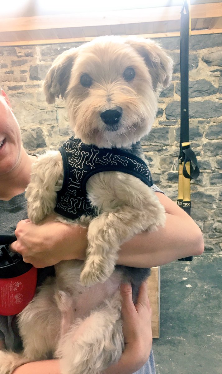 GiehlyMcStiehly's tweet photo. Loved Toby, the guest instructor at the nooner at #GetFit615 @jessibewley ๐ https://t.co/xcTNZ4SjEs