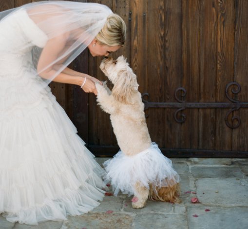 stylemepretty's tweet photo. This bride &amp; flower-pup moment just melted our hearts! Cick for more "Awww:" https://t.co/8r2mRI7lXk @acresofphotos https://t.co/wzCI3abRF1