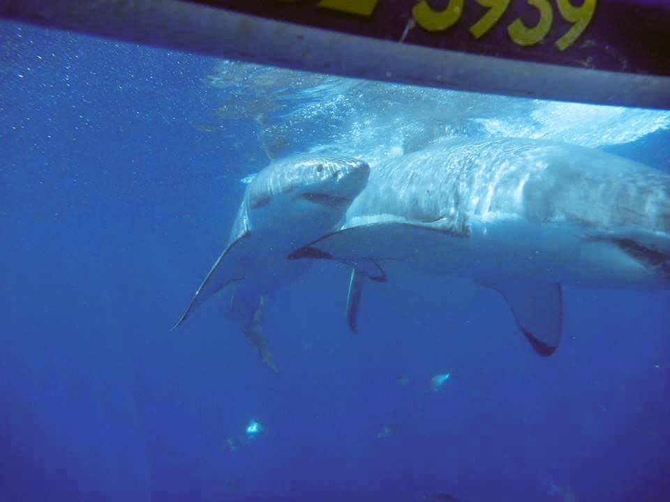 LouiseShark's tweet image. Ahhhh look at the baby great white looking at the aliens in the cage. #babies #greatwhitesrule