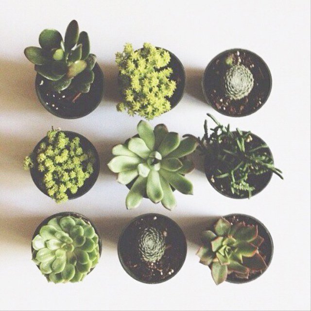 Low maintenance and good looking! #ChooseYourOwnMexicanAdventure #Succulents #Easy #Breezy