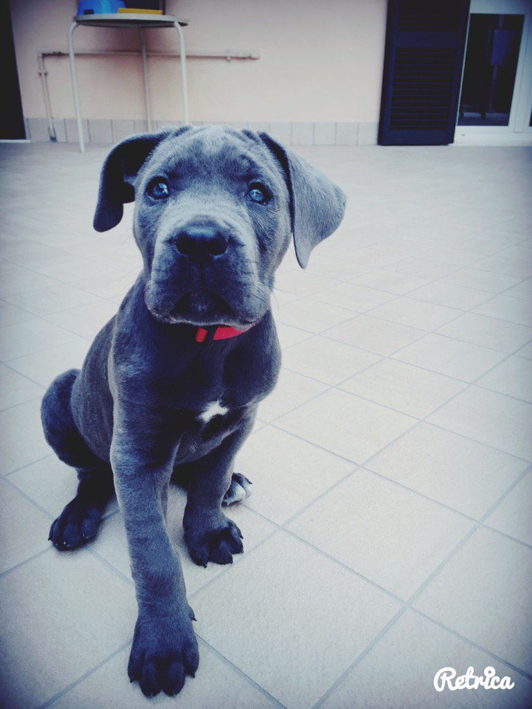 giudecia's tweet photo. #uri#canecorso#bellissimo https://t.co/BbYlv5rBGm