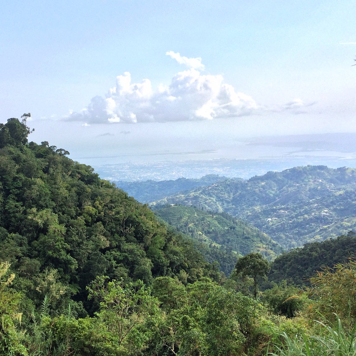 lexjgrootelaar's tweet photo. #Kingston #Jamaica wild drive up the blue mountain for this view a bit further down to our hotel #mountedge https://t.co/CBQ4EBbaJ6