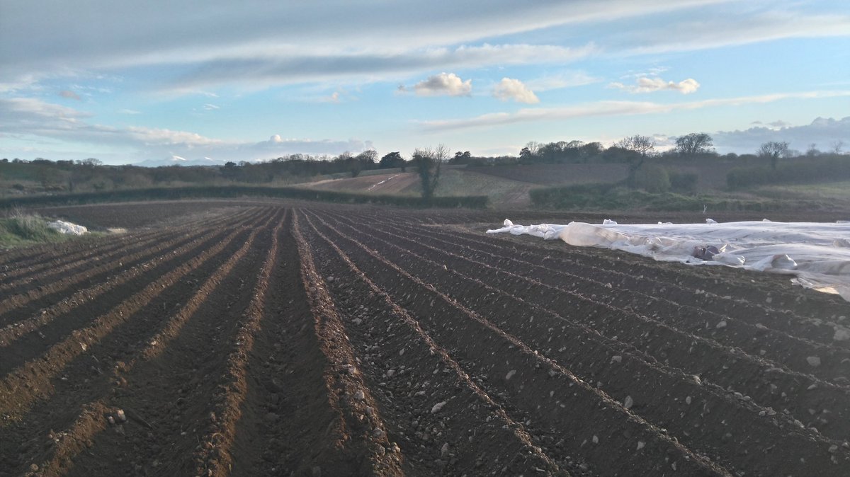 Thought my work was finished when I left the office tonight....#farmerswife #comberspuds #supportlocalgrowers