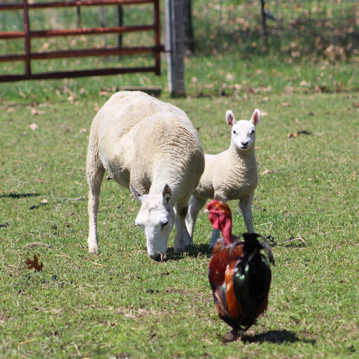 uglydogsfarm's tweet photo. #bordercheviot #uglydogsfarm https://t.co/3wyyzjGQfN