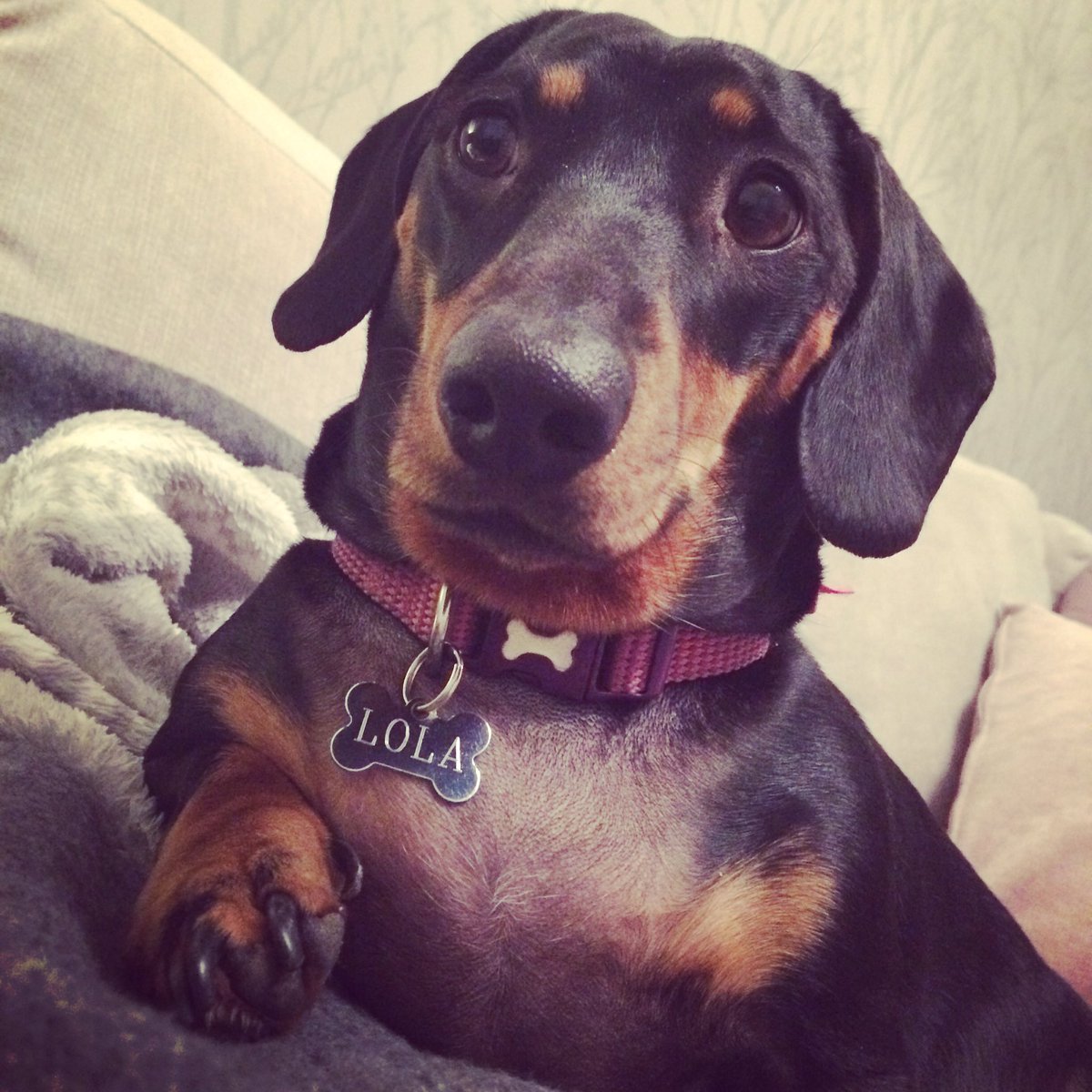 Lola the Dachshund (@LolaDachshund) / Posts / X