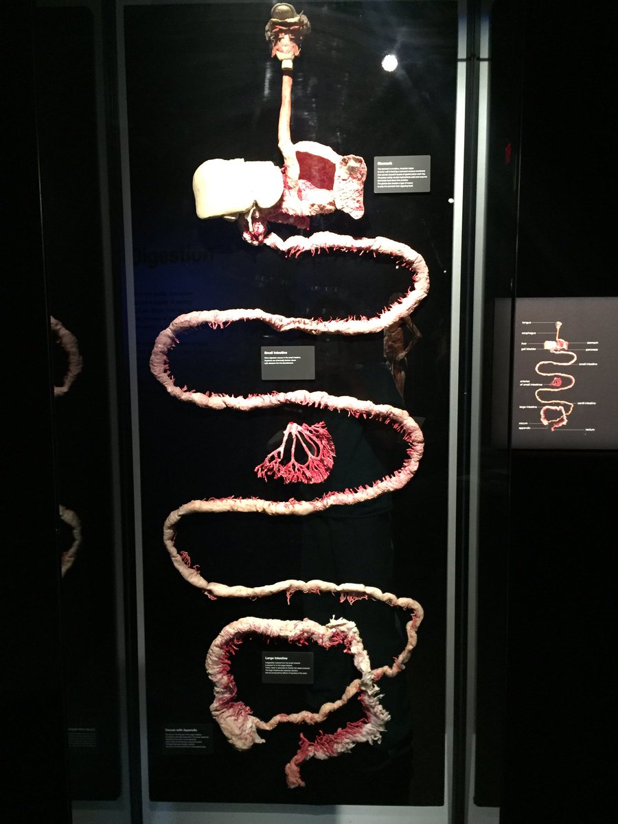 kp2051sct's tweet photo. Now THIS is the way to learn anatomy & physiology! #GIsystem #BodyWorldsExhibit @SCT_Wildcats https://t.co/TBvlvwSi8V