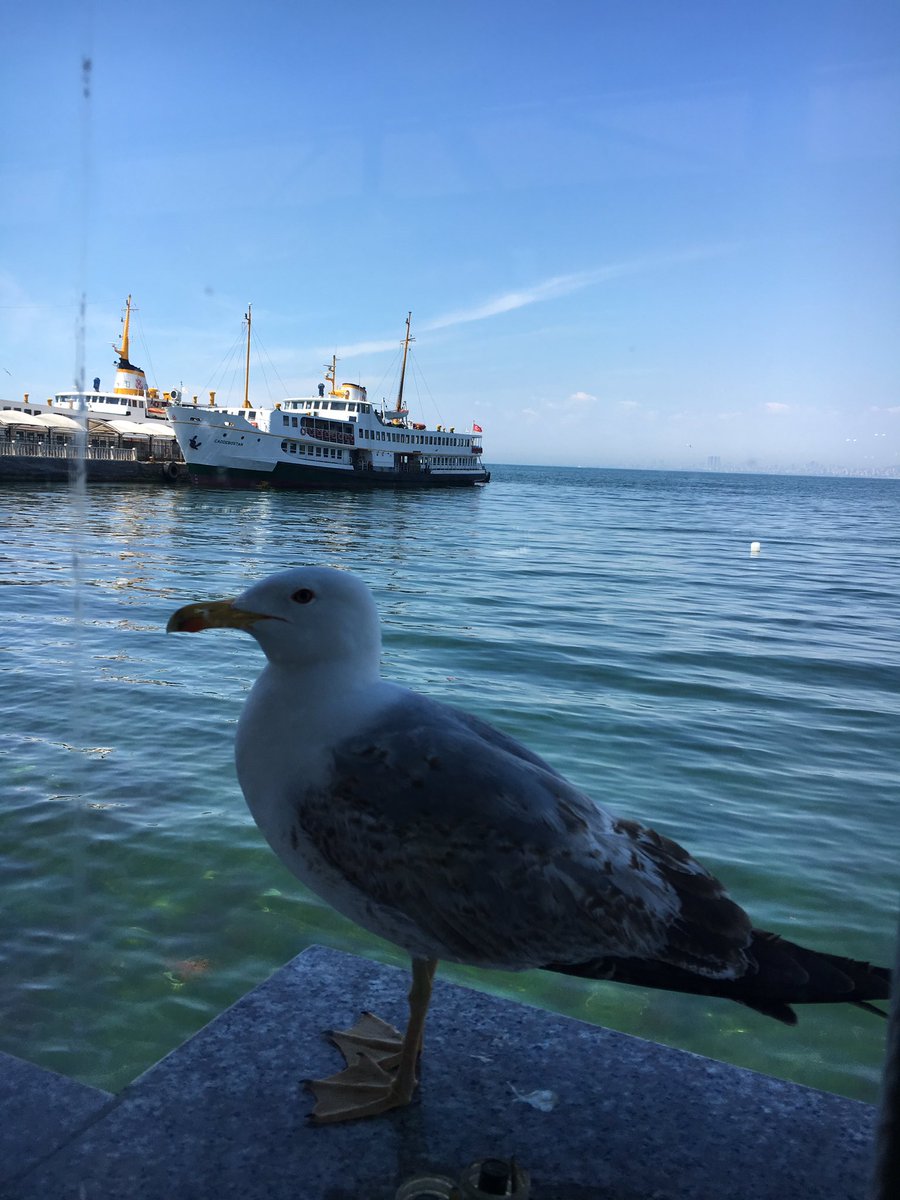 alazmi1967's tweet photo. جزيرة الاميرات اسطنبول تركيا🇹🇷🇹🇷🇹🇷
اليوم الخميس ٢٨ / ٤ / ٢٠١٦ م
#تصويري 
@aldossssari @alwseem66 @tourist_lover https://t.co/Ch77i57WC4