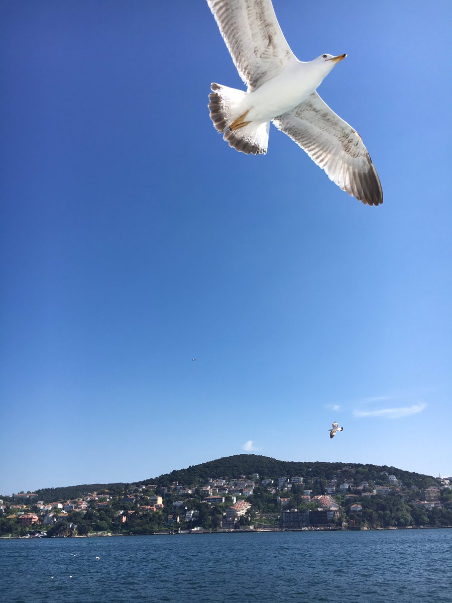 alazmi1967's tweet photo. جزيرة الاميرات اسطنبول تركيا🇹🇷🇹🇷🇹🇷
اليوم الخميس ٢٨ / ٤ / ٢٠١٦ م
#تصويري 
@aldossssari @alwseem66 @tourist_lover https://t.co/Ch77i57WC4