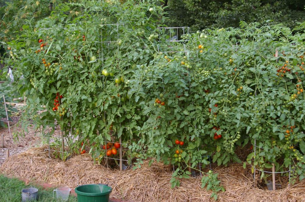 maxycantrell's tweet photo. Cherry tomatoes are coming in!! #vegan #plantbased #tomatoes https://t.co/7vCyNnfaLs