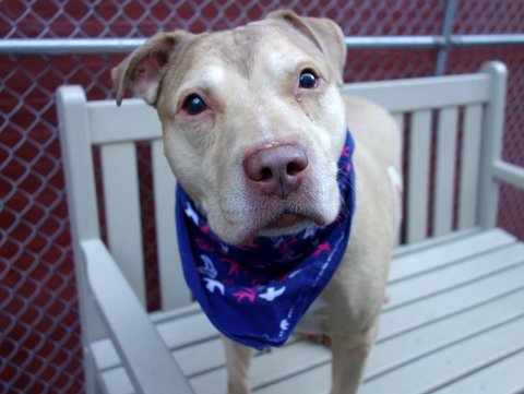 gaviota330's tweet photo. ZINC
2 DIE 4/29
AFFECTIONATE
LOVE 2 SNUGGLE
OWNER IN HOSPITAL
#RESCUE
#FOSTER IS FREE
HELPDOGS@URGENTPODR.ORG https://t.co/DG4044tov7