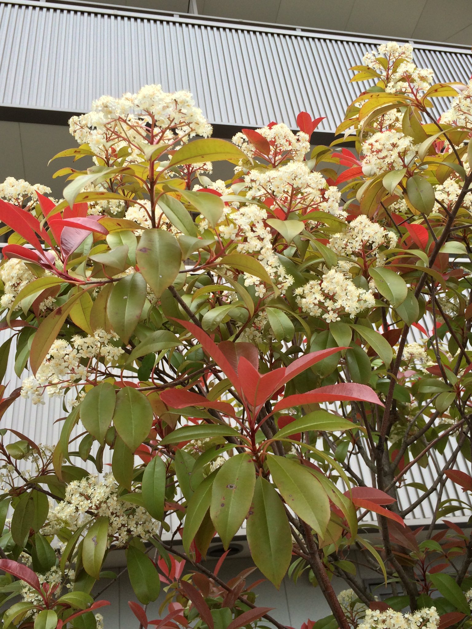 تويتر 菜園とグルメ على تويتر 街中で良く見る赤目の木が生垣に利用されるベニカナメモチの花を昨日初めて見て綺麗だったので写真を撮りました T Co Faldlwwnjk