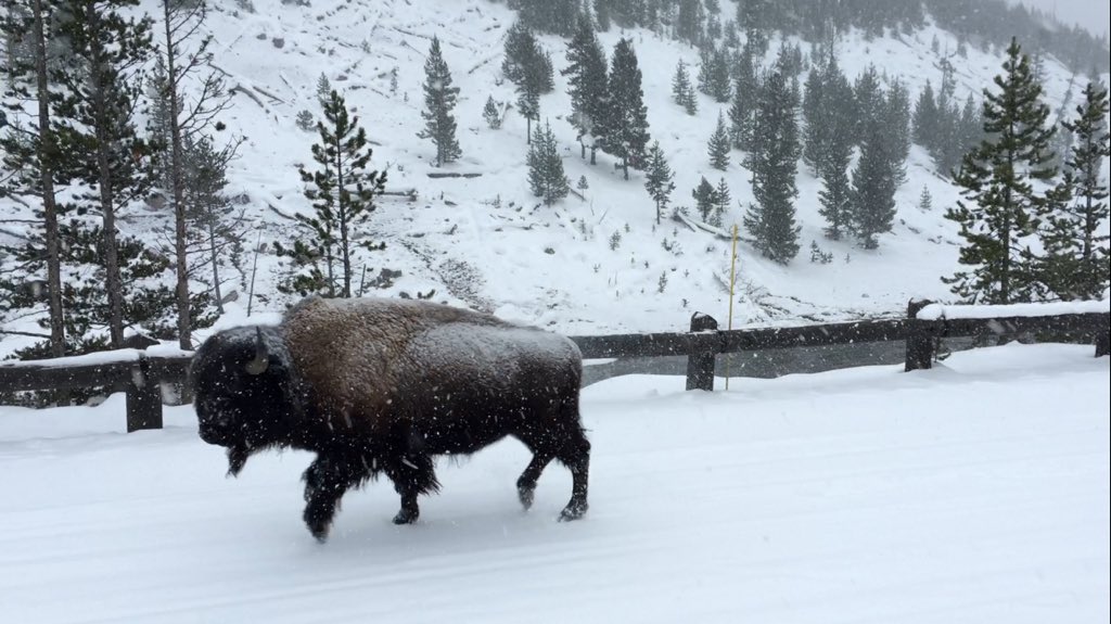 DarthOda's tweet image. #7DaysOfNature Challenge! Day 6 of 7: "Yellowstone Bison" #Yellowstone #winter #bison #jdstoker