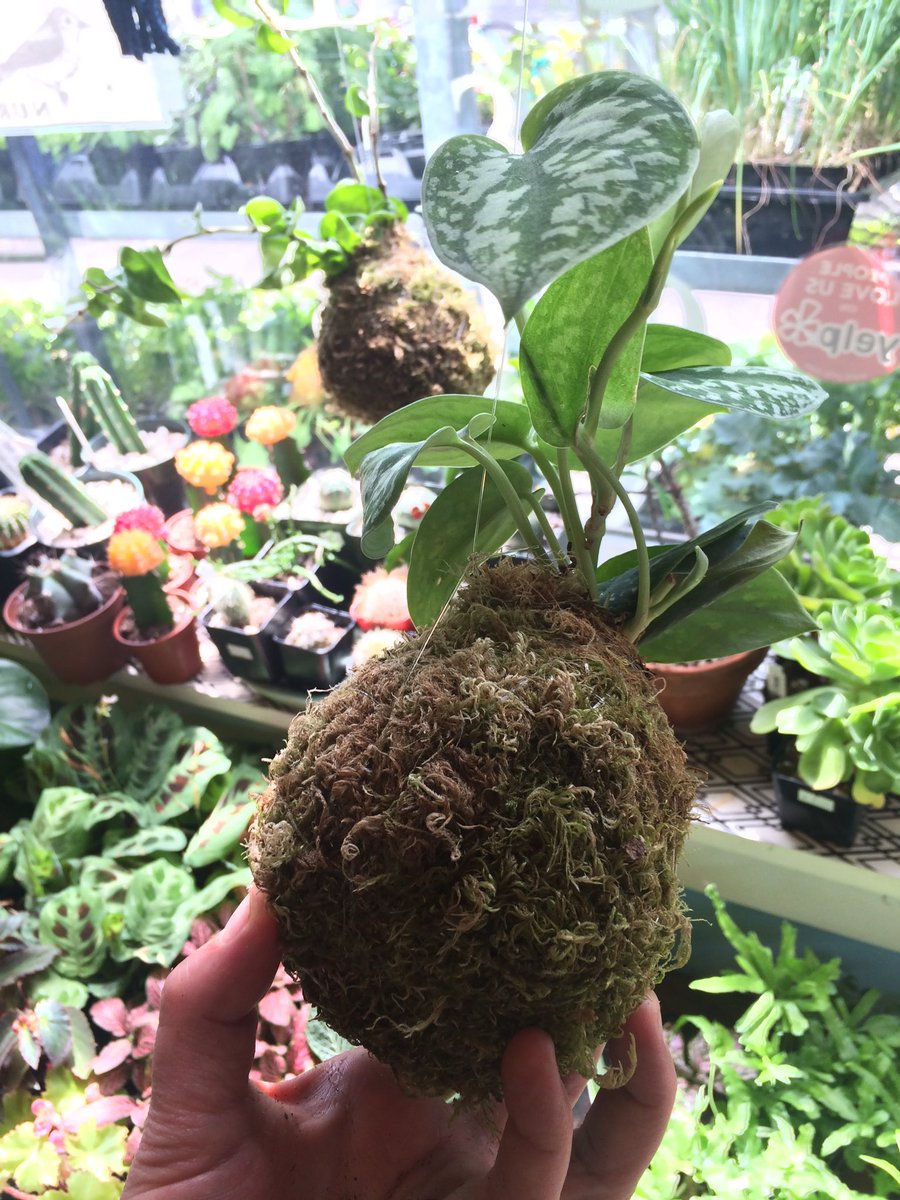BeesNursery's tweet photo. #DIY Kokedama Day this Sat 4/30! Stop by anytime between 10-6 to make one. #pdx #kokedama #gardening https://t.co/gBjxGP9s0R