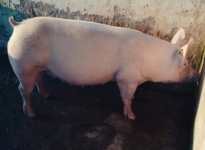 Granja3Hermanos's tweet photo. Futura mamá. Pronto tendremos lechones en venta #Porcicultura #Ganaderia #GanadoPorcino #Tabasco #twittab https://t.co/KokMAMNyiq