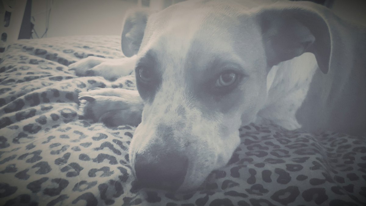 HempSteadSite's tweet photo. My baby :) https://t.co/ggRrCmE4XP