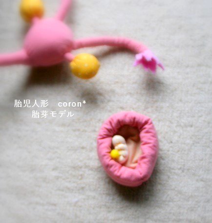 Uzivatel 赤ちゃん人形製作 Coron コロン Na Twitteru 妊娠４週には子宮内に胎嚢が確認され妊娠５週には心拍が確認されはじめ この小さな身体の中では脳や臓器の機能がめざましい発達を遂げています T Co Cmjupp4mst T Co Qw5qzxwmxw
