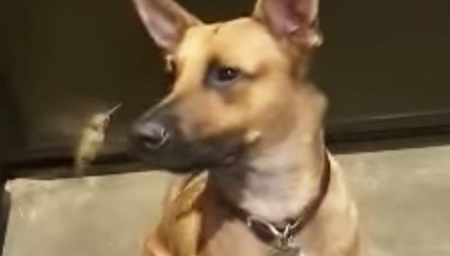 wfaa's tweet photo. BEST OF FRIENDS: Rescue dog saves humming bird's life; bird won't leave his side https://t.co/sqmJzGSlRH https://t.co/3wDEcxkYnt