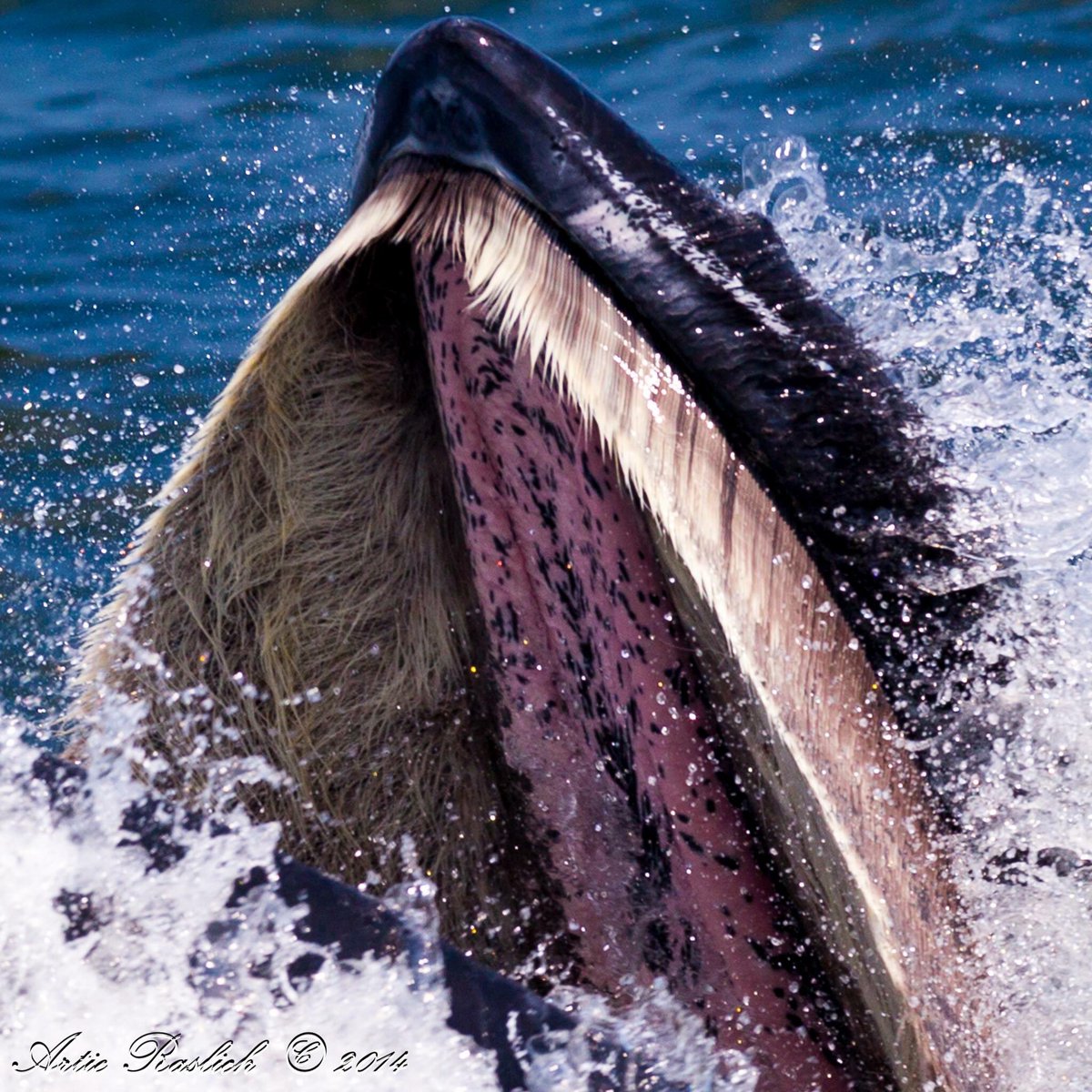 gotham whale on twitter in case u were wondering what baleen