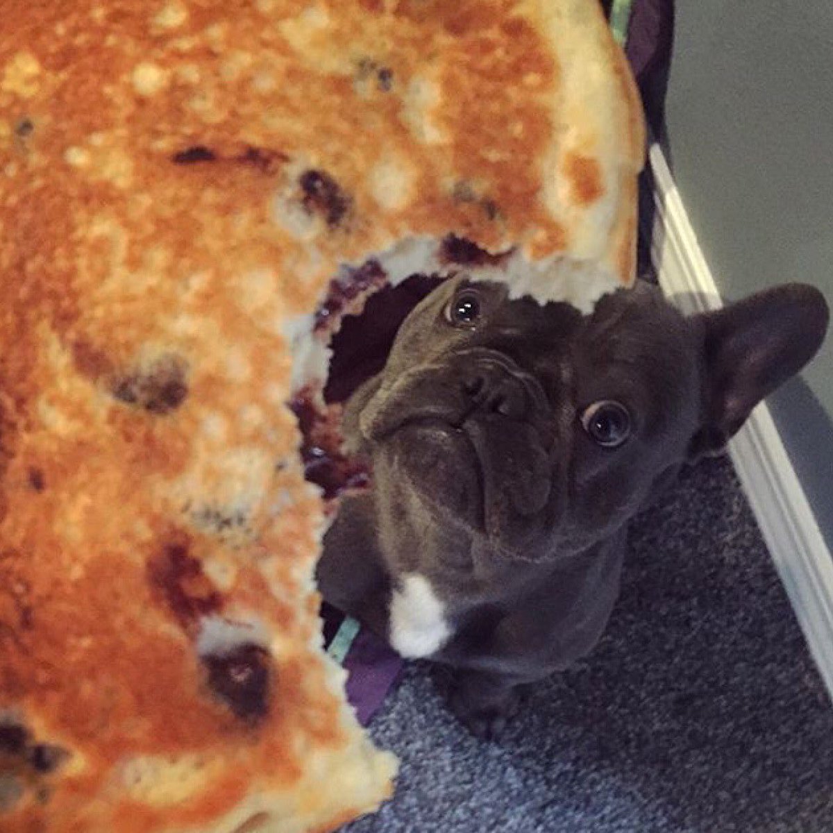 PumpedUpPancake's tweet photo. When you're eating Pumped Up Pancakes, do you ever get the feeling you're being watched? Don't worry, it's normal. https://t.co/kU5rzSk059