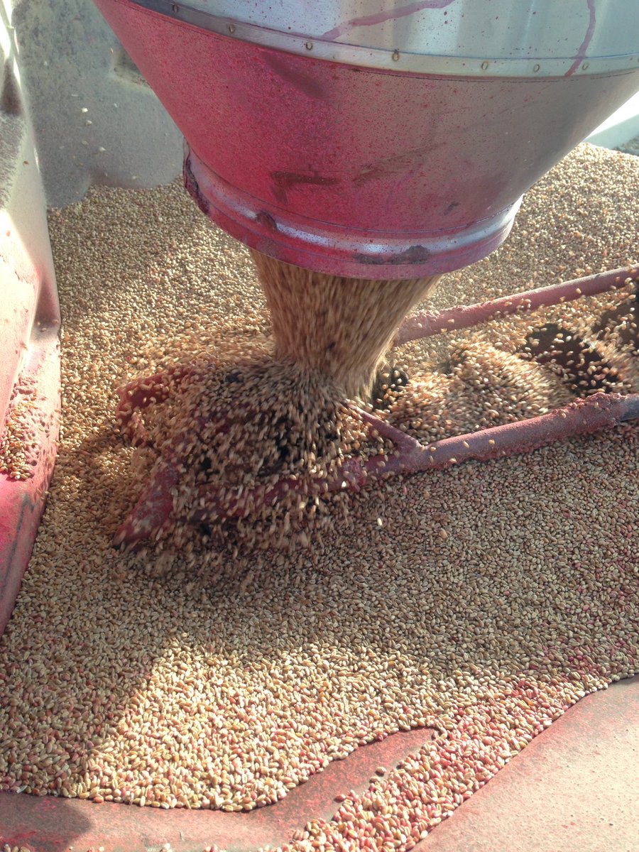 Treating seed - when planted - 50% wheat completed.