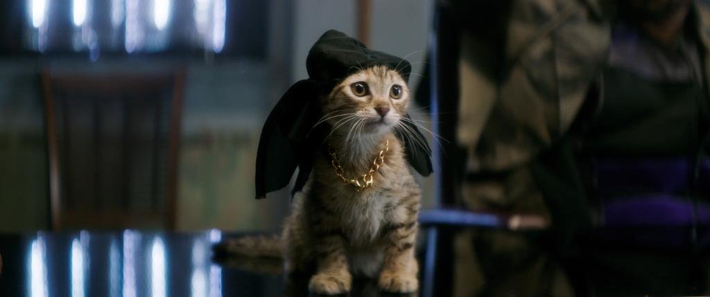 PetSmart tweet media