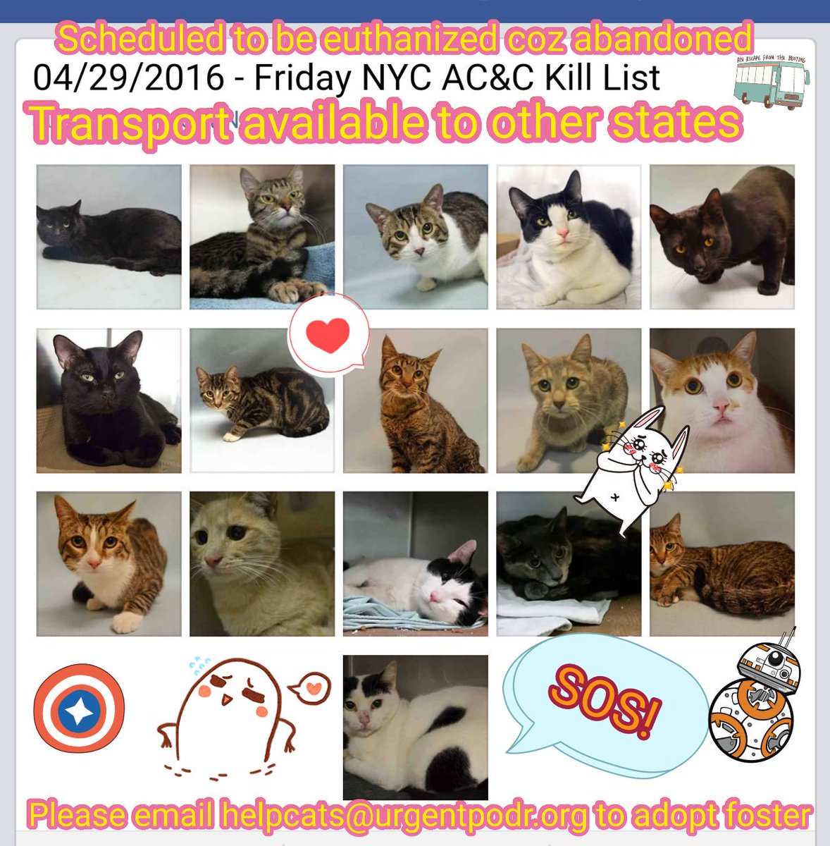 ngremmy's tweet photo. #URGENT #NYC #CATS PLS contact HELP DESK for interest/questions about saving tonight's cats! https://t.co/WCmFcisGrN https://t.co/Z6hC1lsjCt