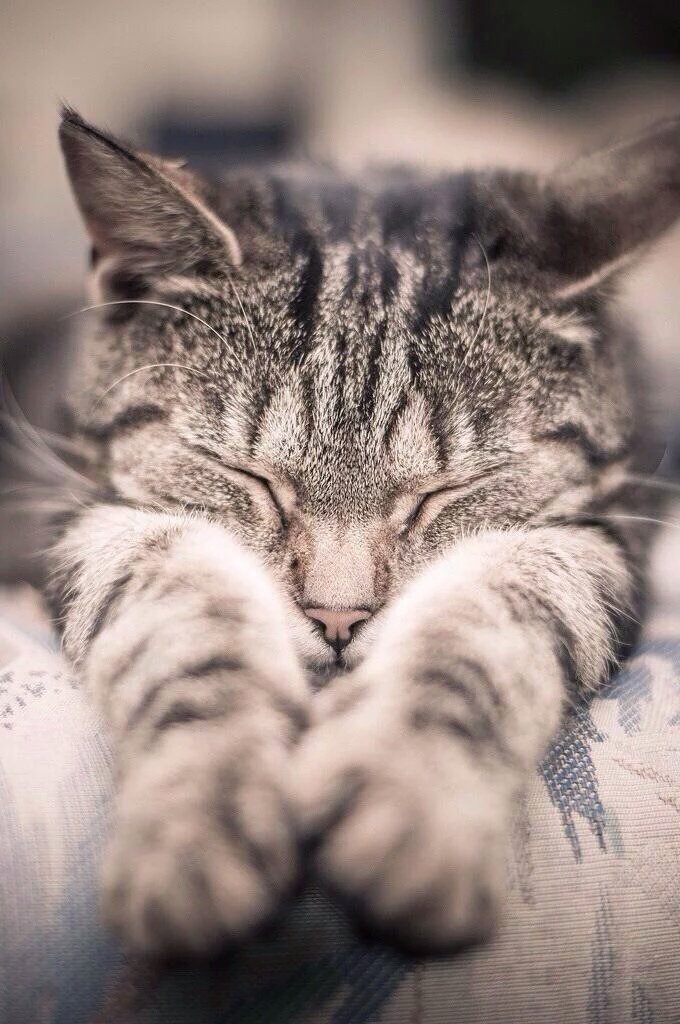 Alors_Chat tweet picture