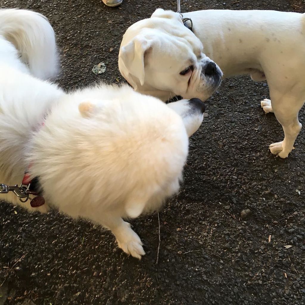 ninatsa's tweet photo. https://t.co/olZoPLfQgA Hey, can I give you a kiss? ☺️💋 #kiss #love #puppies #bestwoof #dog_features #dogsofinstaw… https://t.co/15bxyAWVHJ