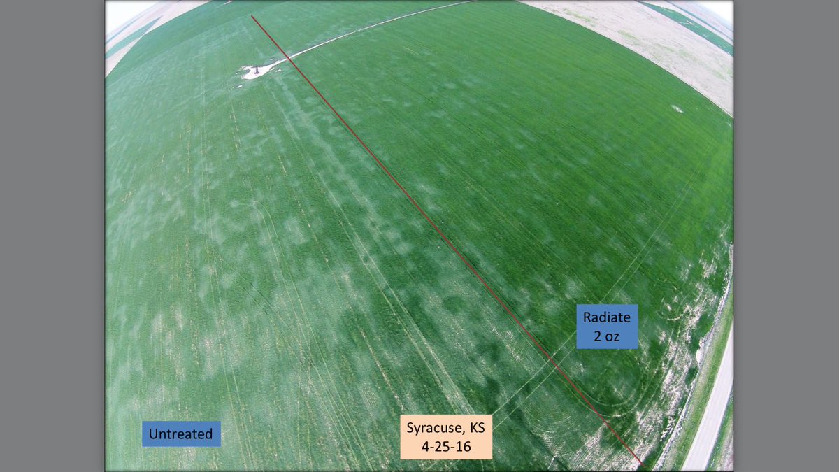 NutrienNHP's tweet photo. If you haven't had a chance to see the results of Radiate here's a great example from SWKS @lovelandcafe https://t.co/OAMAFsKWao