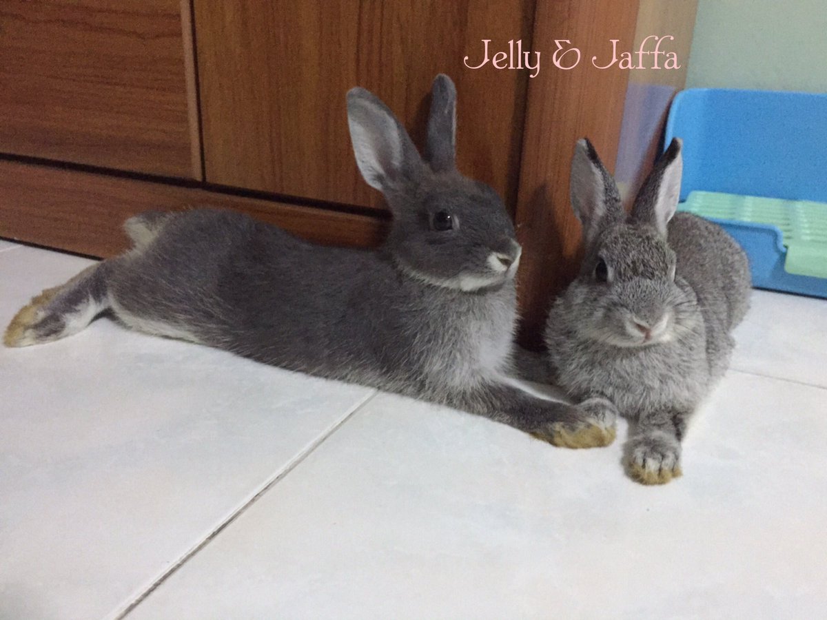 cotton_the_nd's tweet photo. Holding hands!
#rabbit #bunny #cottonthend https://t.co/p63mM5fRnK