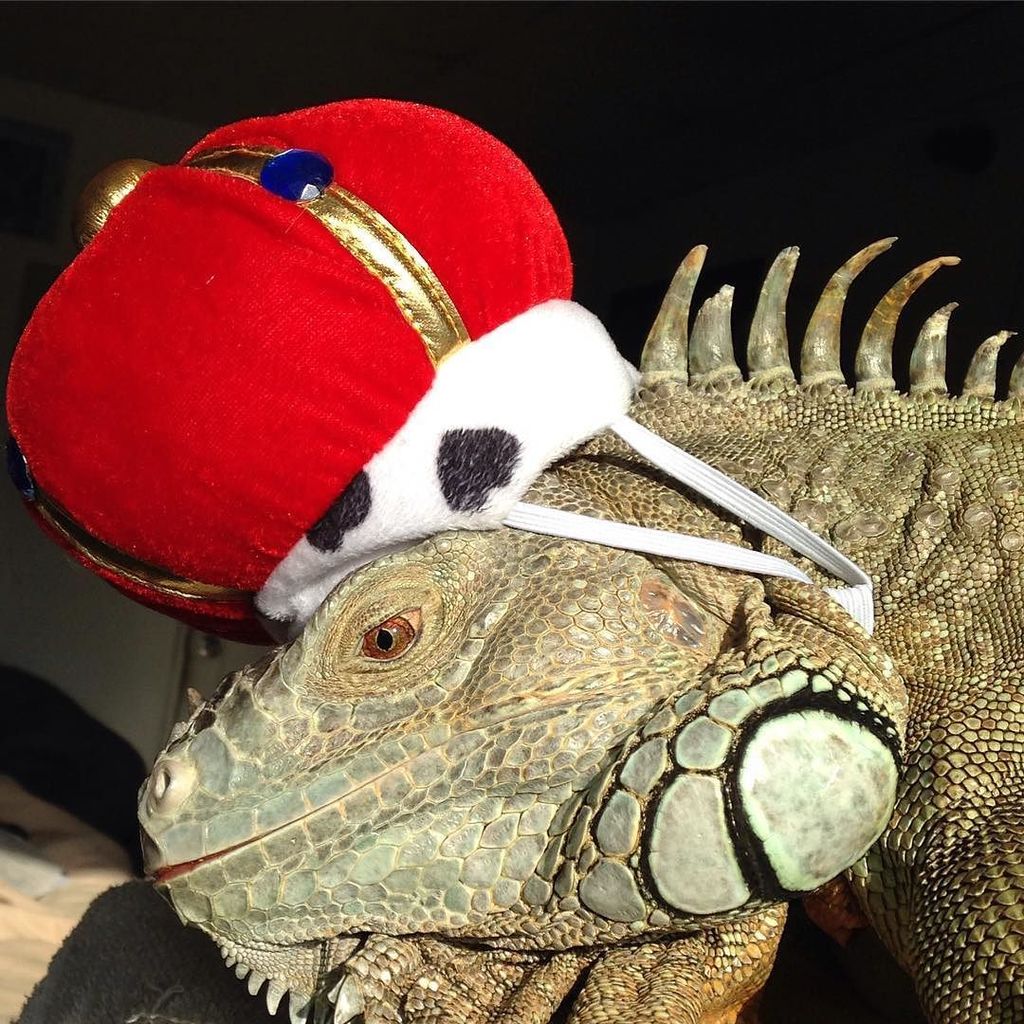 ChrisPrimeish's tweet photo. I think if I put my head down this thing will fall off .. Really mom .. #myboy #kingsticky #takeitoffmom #greenigua… https://t.co/OjkxfjLf2t