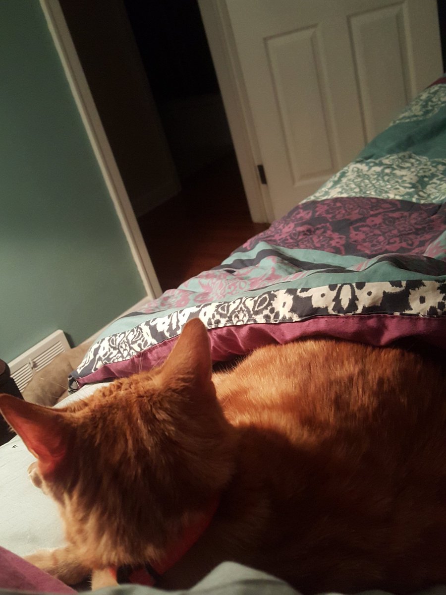 Jeeackie's tweet photo. @lizzyjanee we have the same comforter https://t.co/EJrWdobXNg