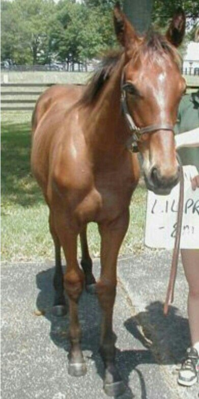 Lisa42482520's tweet photo. I never get tired of a Little American Pharoah! #champAP As a little guy!😃 https://t.co/y8VeDFzMDk