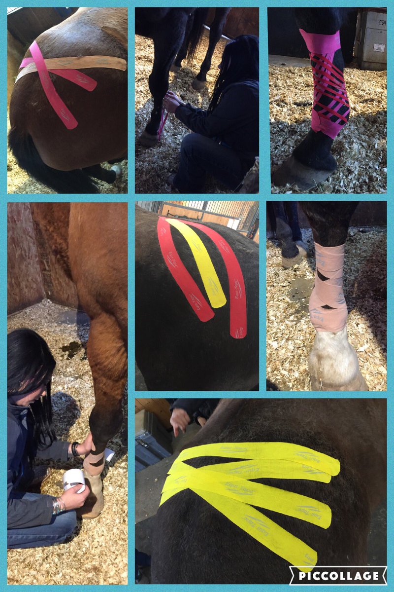 Excited to announce I just became the only certified equi-tape practitioner in Wyoming! Train harder recover quicker